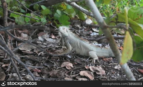 An iguana does a &#8220;head dance&#8221;, asserting his dominance