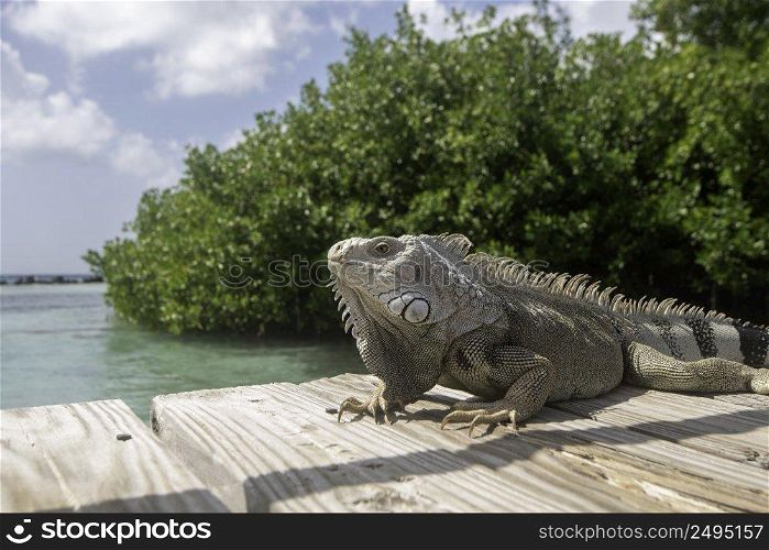 An iguana enjoying the warm Aruban sun on a pier in the Caribbean Sea.