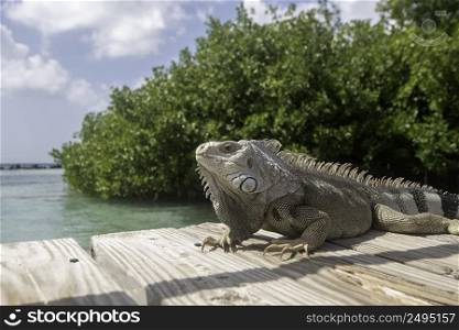 An iguana enjoying the warm Aruban sun on a pier in the Caribbean Sea.