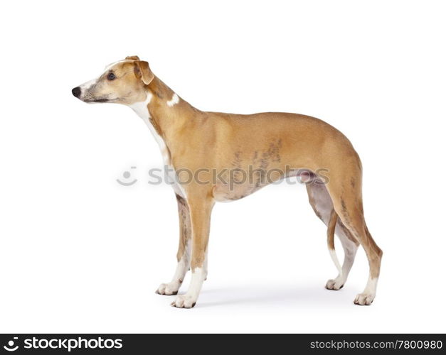 An image of a beautiful whippet dog on white background