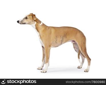 An image of a beautiful whippet dog on white background
