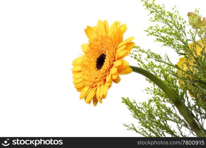 An image of a beautiful yellow gerber