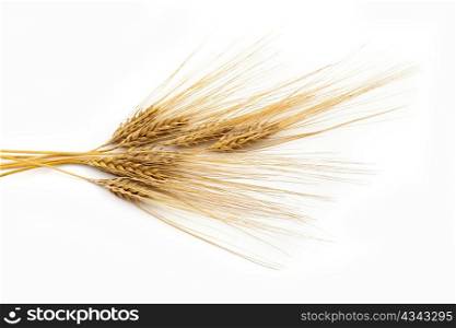 An image of a bunch of yellow ears of barley