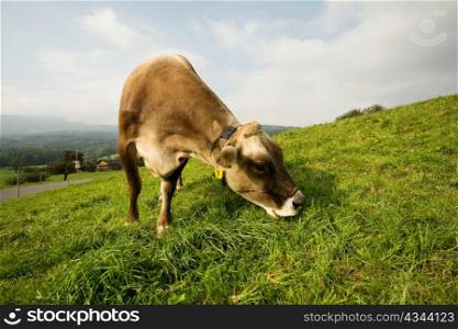 An image of a calf on green lawn