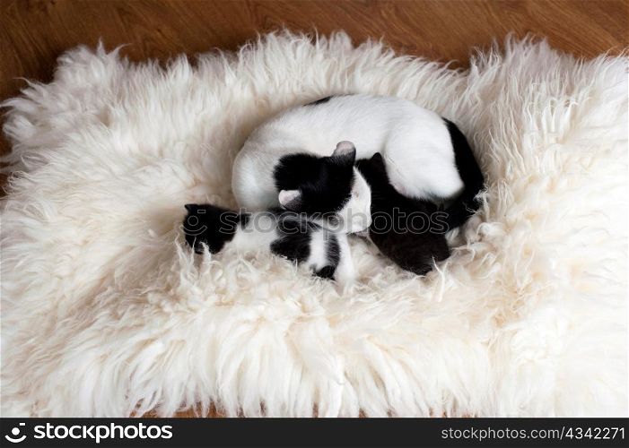 An image of a cat family on white fur