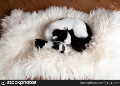 An image of a cat family on white fur