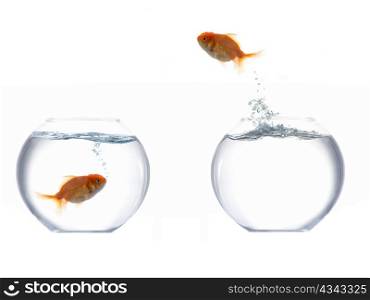 An image of a fish leaping out of the water