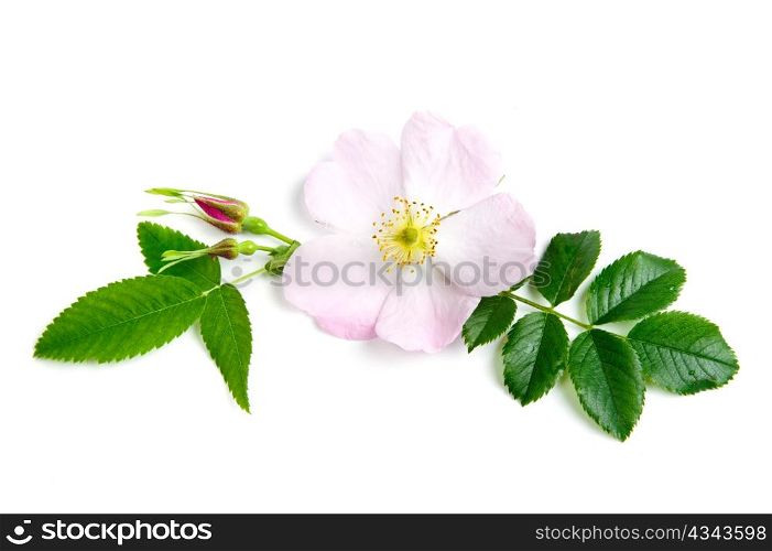 An image of a fresh flower of briar