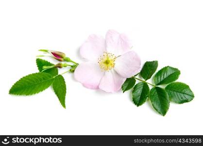 An image of a fresh flower of briar