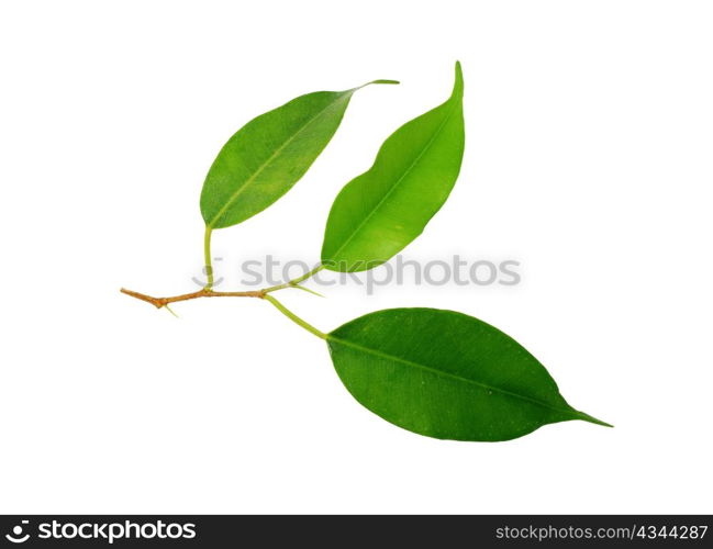 An image of a green leaf on white background