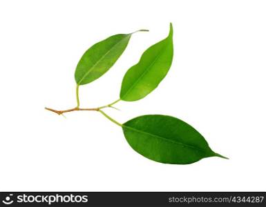 An image of a green leaf on white background