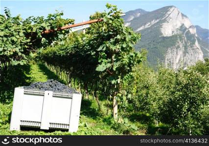 An image of a green vineyard in the mountains