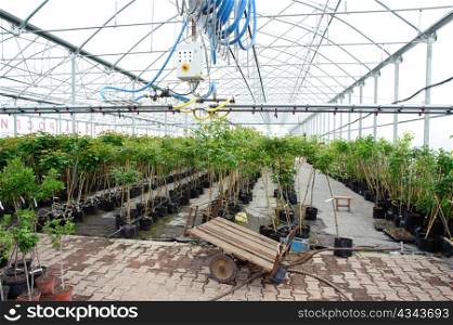 An image of a greenhouse with plants in it