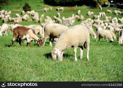 An image of a herd feeding on green pasture