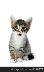 An image of a little kitten on white background