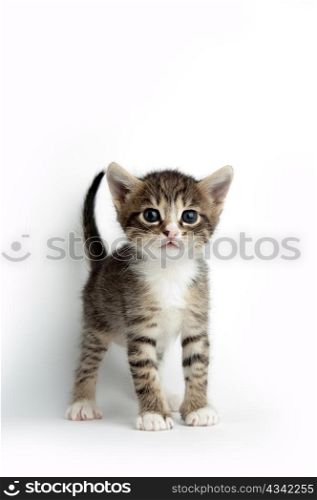 An image of a little kitten on white background