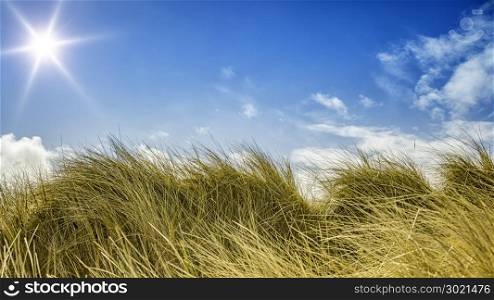 An image of a nice grass and sky background