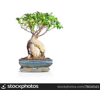 An image of a nice little bonsai tree