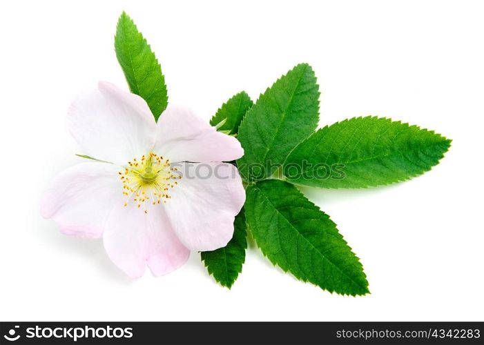 An image of a nice pink flower of briar