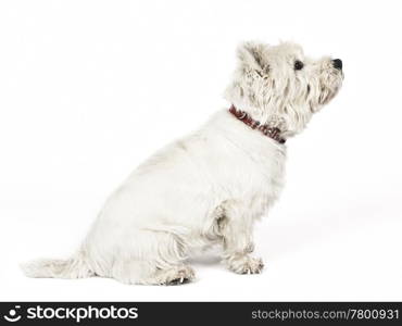 An image of a nice white Terrier