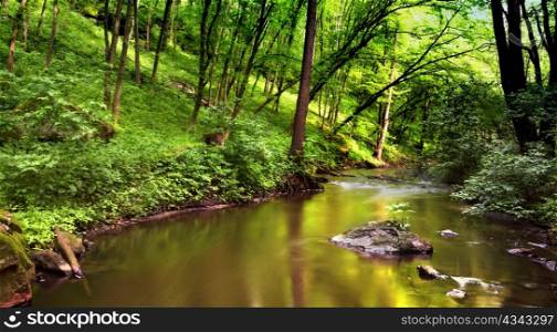 An image of a river in spring forest