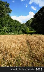 An image of a summer field of wheat