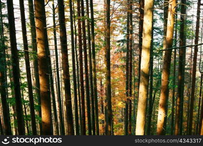 An image of a trees in autumn forest