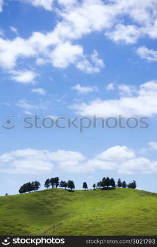 An image of a typical landscape in north New Zealand