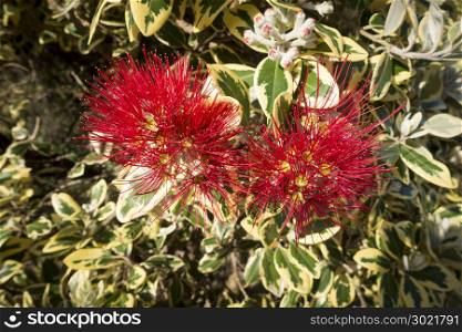 An image of a typical pohutukawa tree red blossom in new zealand