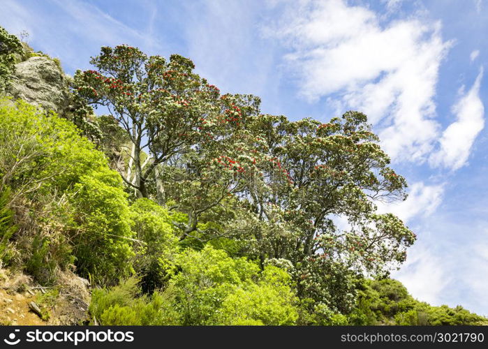 An image of a typical pohutukawa tree with red blossom in new zealand