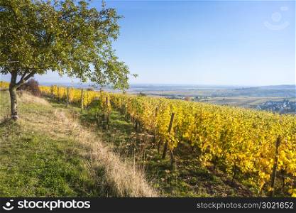 An image of a view over a vineyard at Alsace France in autumn light