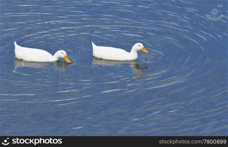 An image of a white duck couple