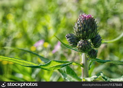 An image of a wild Scottish Thistle. Purple flower supported and protected by a green, jagged, round shaped bulb. Green leaves and stem.. An image of a wild purple Scottish Thistle