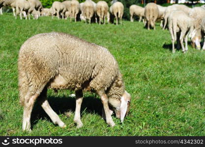 An image of an ewe feeding on green pasture