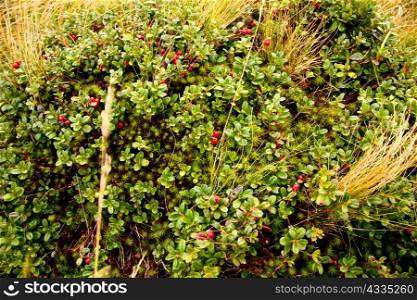 An image of autumn berries and yellow grass