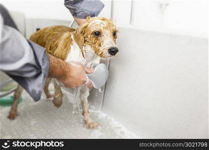 An image of bathing a cute dog