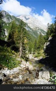 An image of beautiful mountains and fir-trees