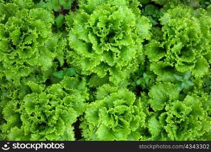 An image of bright fresh green lettuce