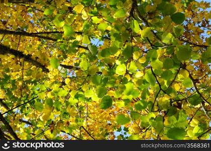 An image of bright green and yellow autumn leaves