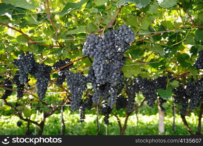 An image of bunches of blue grapes in the vineyard