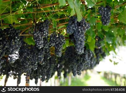An image of bunches of fresh blue grapes
