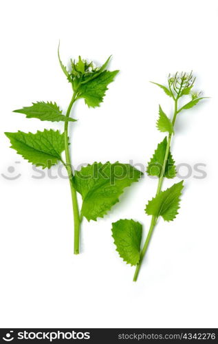 An image of deadnettle on white background