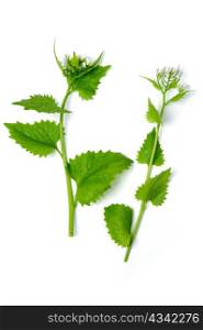 An image of deadnettle on white background