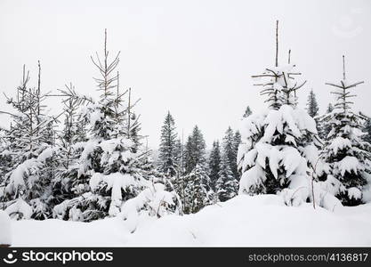 An image of fir-trees covered with snow