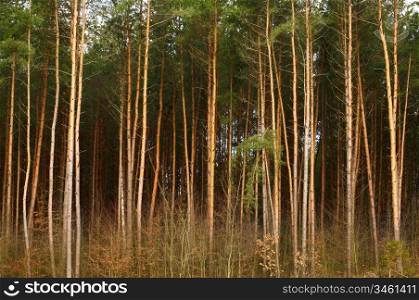 An image of forest of high pine-trees