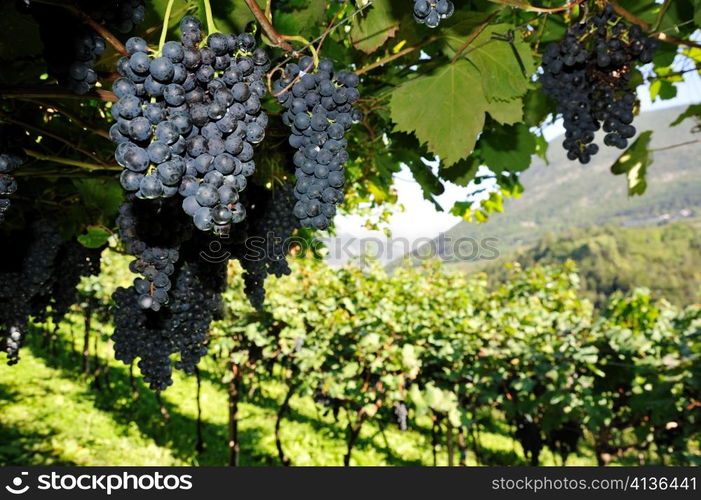 An image of fresh blue grapes on a tree