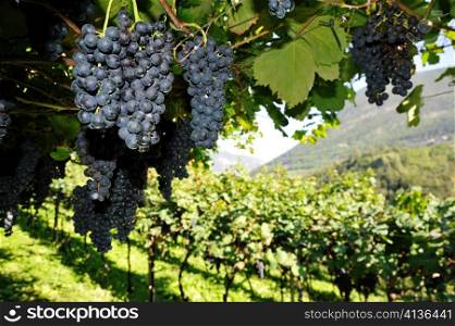 An image of fresh blue grapes on a tree