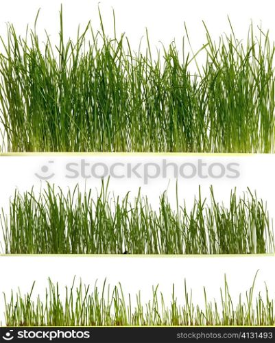 An image of fresh grass