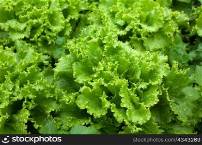 An image of fresh green lettuce close-up