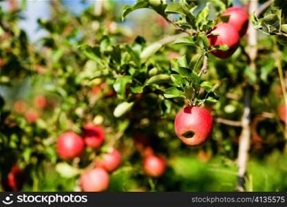 An image of fresh ripe apples on the branch